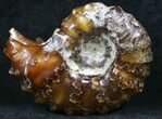 Polished, Agatized Douvilleiceras Ammonite - #29285-1